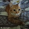 100100cat