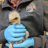 CROW Clinic