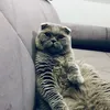 _fedosov