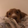 chupathetoller