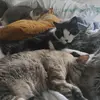 wendellovecats