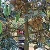 sangvanphan0