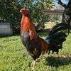 elbollos