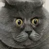 bunca456