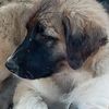 mehmet_can_yildiz_1071