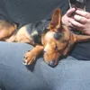 bepipalma