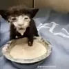 abcdxyz.2111