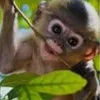monkeforlife24