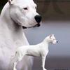 dogo.argentino38