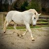 avathedancingunicorn