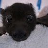 bat_.drak