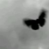 mrvshdq21