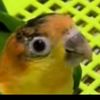 snaiderchan