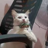 kwellykocon