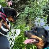 dior_rottie_