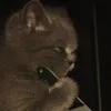 mertygfb
