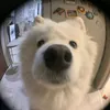 haocutephomaique1