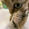 zzzeevvv