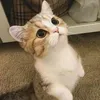 wlcsky
