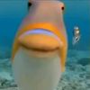 fish_ass0