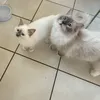 harleyminnietails
