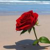 bishaar726