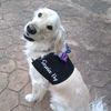 talkinggoldens
