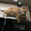 tiredvettech