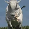 renatoarruda44