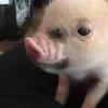 piggy_nita