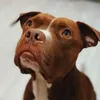 zionpitbull.apbt