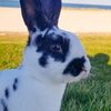 rabbit_adventure