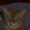 thiskittyisdfw