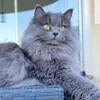 Sansa Siberian Cat 😻