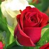 abn_haleb44