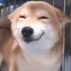 saii_113