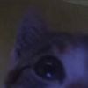 n0_name218