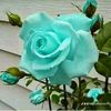 hafezalhassan0