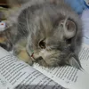 pyqp_wq