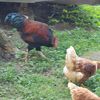 fiddlefartfarm
