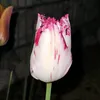 tulip_7682