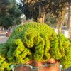 greensoundsweird