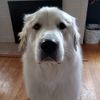charlie.the.greatpyr