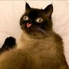 nazar_tab