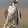 ali6275670947711