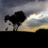 gaelan_313