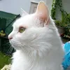 tilou49