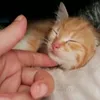 amoureuxdeschats0