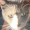Catvideos2509