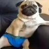 muggypug_1